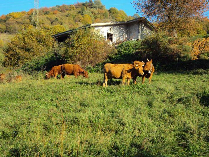 Agriturismo La Part San Zeno di Montagna Exteriör bild